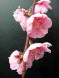 prunus persica windle weeping.JPG